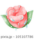 pink rose with dew 105107786