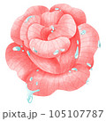 pink rose with dew 105107787