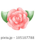 pink rose with dew 105107788