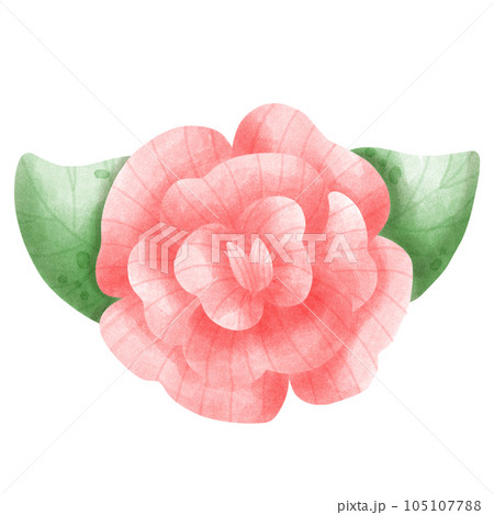 pink rose with dew pink rose with dew 105107788