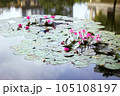 Water lilies in a pond 105108197