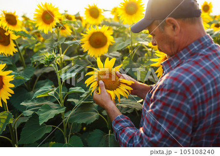Farmer standing in sunflower field, looking at sunflower seeds. Harvesting, organic farming concept 105108240