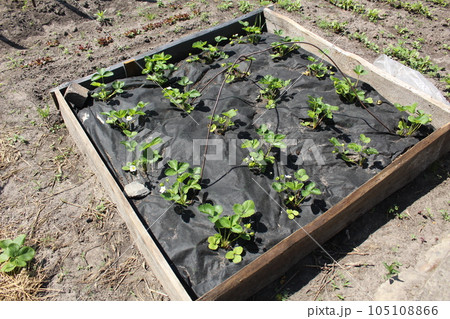 A tall bed with strawberry bushes. Modern farming know-how A tall bed with strawberry bushes. Modern farming know-how 105108866