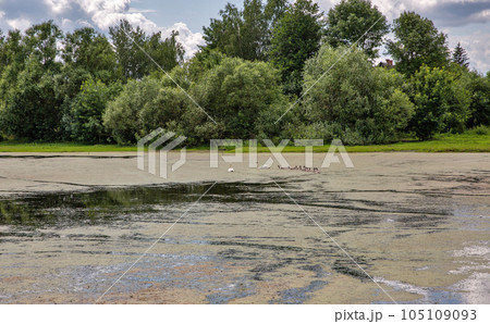 Landscape with small lake and pair of swans with ten cubs 105109093