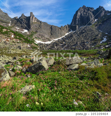 Mountain flower meadow. Alpine summer highlands. Path through a mountain gorge. Blooming meadow of the highlands. Green nature background. Square view. 105109464
