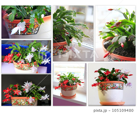 Collage of images of buds and flowers of Schlumbergera red and white flowers Collage of images of buds and flowers of Schlumbergera red and white flowers 105109480