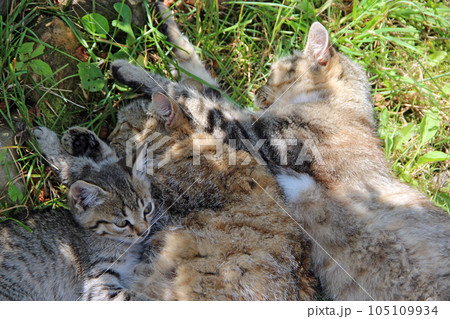 Family of cats is asleep. Gray cats sleep next to each other on green grass 105109934