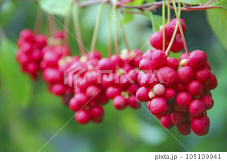 Crop of useful plant. Red schisandra hang in row on green branch 105109941