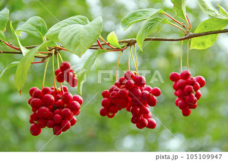 Crop of useful plant. Red schisandra hang in row on green branch 105109947
