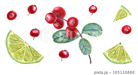 Watercolor botanical illustration of cowberries, lime slices. Composition isolated on white background. Set for the design of invitation, cards, greetings, package design, advertising posters Watercolor botanical illustration of cowberries, lime slices. Composition isolated on white background. Set for the design of invitation, cards, greetings, package design, advertising posters 105110888