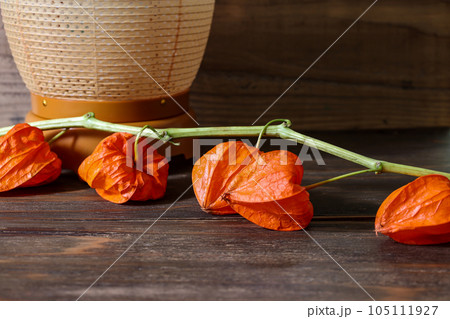 ほおずきと提灯 105111927