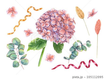 Set with hydrangea, eucalyptus, lagurus spikelet. Perfect bright clipart in autumn trendy colors. Watercolor illustration isolated on white background. Perfect for wedding design Set with hydrangea, eucalyptus, lagurus spikelet. Perfect bright clipart in autumn trendy colors. Watercolor illustration isolated on white background. Perfect for wedding design 105112095