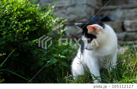 A fluffy black and white cat sits in the grass and looks aside 105112127
