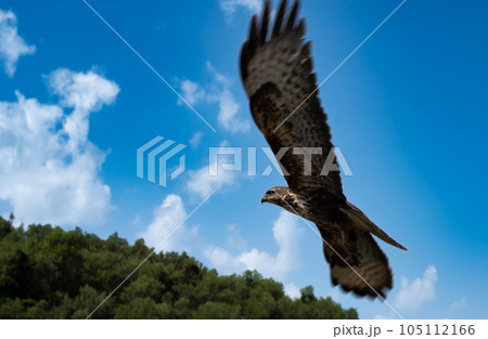 The Levant sparrowhawk (Accipiter brevipes). Hawk in flight in sky. Albanian mountains fauna 105112166