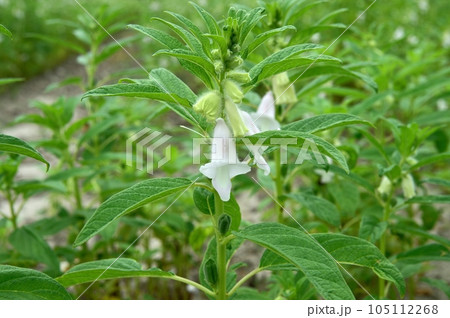 ゴマの花 ゴマの花 105112268