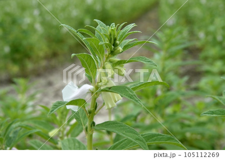 ゴマの花 ゴマの花 105112269