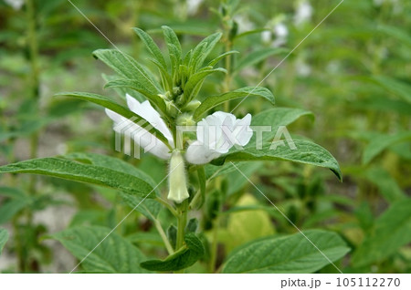 ゴマの花 ゴマの花 105112270