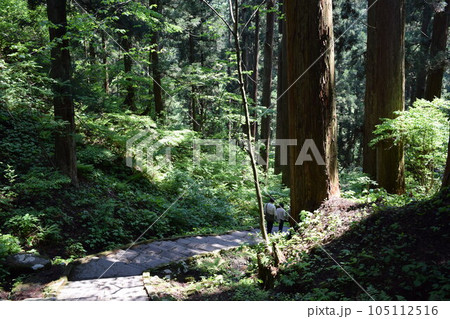 羽黒山の杉並木 羽黒山の杉並木 105112516