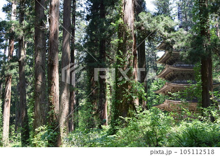 羽黒山の杉並木 105112518