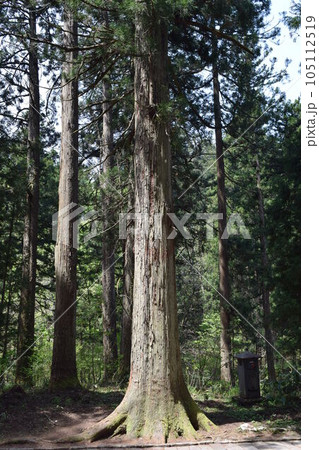 羽黒山の杉並木 羽黒山の杉並木 105112519