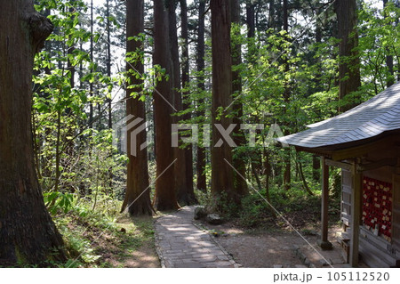 羽黒山の杉並木 羽黒山の杉並木 105112520