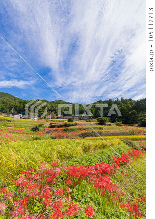 江里山の棚田の彼岸花（佐賀県小城市）【9月】 105112713