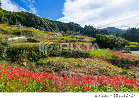 江里山の棚田の彼岸花（佐賀県小城市）【9月】 105112727