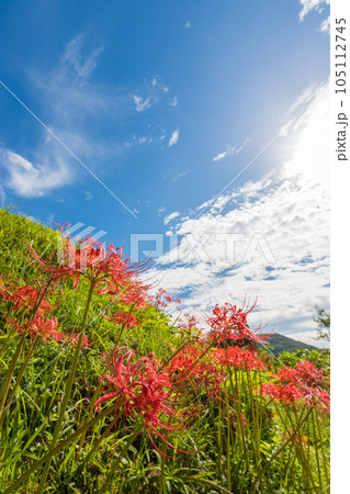 江里山の棚田の彼岸花（佐賀県小城市）【9月】 105112745