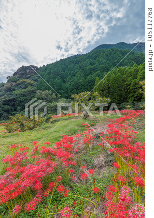 番所の棚田の彼岸花（熊本県山鹿市）【9月】 105112768