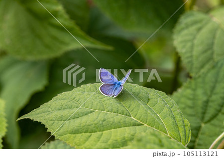 Beautiful (Lycaenidae) Blue Butterfly close up in the garden  105113121