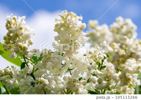 Blooming yellow lilac Primrose Syringa vulgaris in garden 105113266