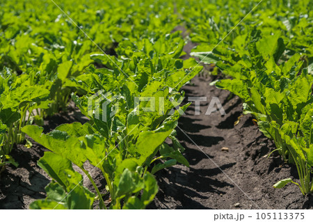 Close-up of young sugar beet plants in converging long rows. Agricultural field. Close-up of young sugar beet plants in converging long rows. Agricultural field. 105113375