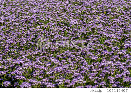 Lacy phacelia, blue tansy or purple tansy. Phacelia tanacetifolia Lacy phacelia, blue tansy or purple tansy. Phacelia tanacetifolia 105113407