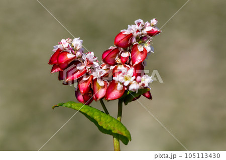 Buckwheat macro with red flowers. Fagopyrum esculentum Buckwheat macro with red flowers. Fagopyrum esculentum 105113430