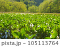 ～湿原青々と～　ミツガシワ 105113764