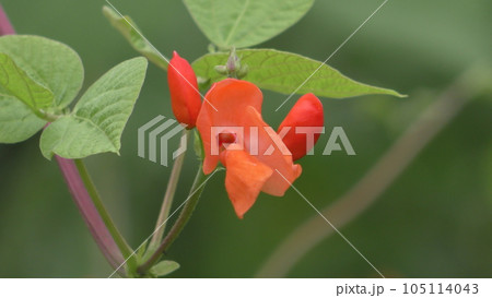 ハナマメの花 ハナマメの花 105114043