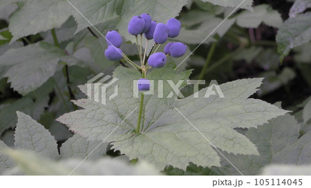 サンカヨウの実 105114045