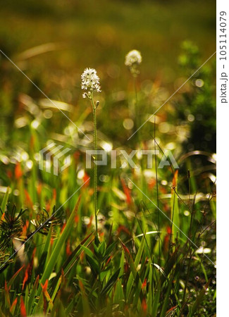 ～晩夏の残陽～　イワショウブ 105114079