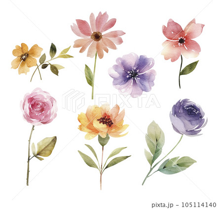 Botanical set of watercolor illustrations of multi-colored flowers and plants. 105114140