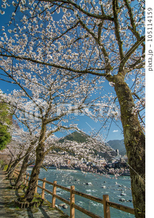 下呂の春【飛騨川沿いを彩る満開の桜】 105114159