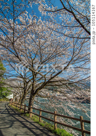 下呂の春【飛騨川沿いを彩る満開の桜】 下呂の春【飛騨川沿いを彩る満開の桜】 105114167