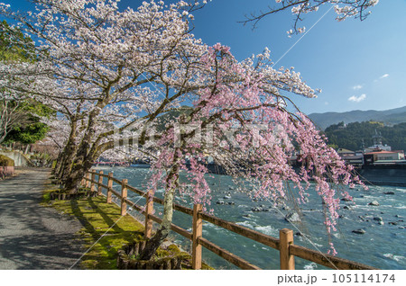 下呂の春【飛騨川沿いを彩る満開の桜】 下呂の春【飛騨川沿いを彩る満開の桜】 105114174