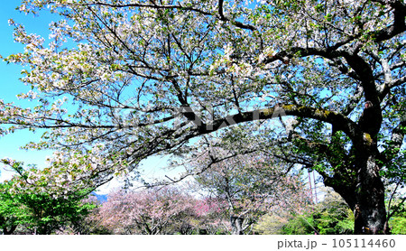 伊豆半島屈指の桜の名所大室山さくらの里　雲一つ無い青空に満開の山桜　ピンクの八重桜 105114460