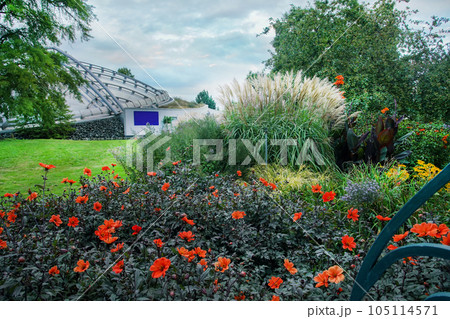 Miscanthus in Botanical garden of Hannover and orange heliopsis flowering 105114571