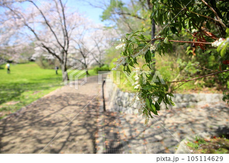アセビの花 アセビの花 105114629