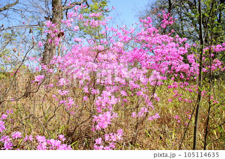 ミツバツツジの花 ミツバツツジの花 105114635