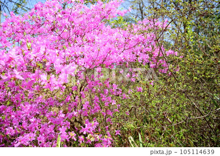 ミツバツツジの花 105114639