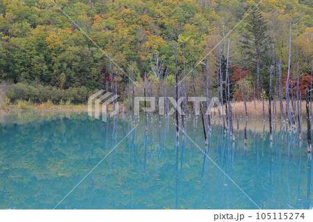 紅葉に包まれた青い池 105115274