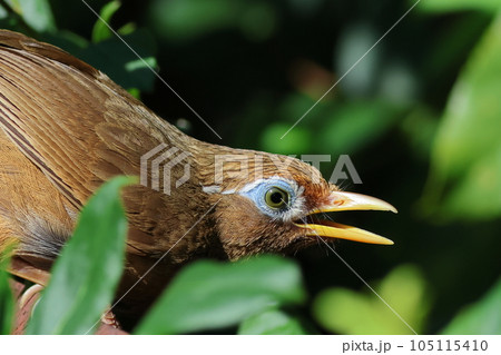ガビチョウ鳴く　目の周囲の紋様　羽毛くっきり　目の周りが青い 105115410