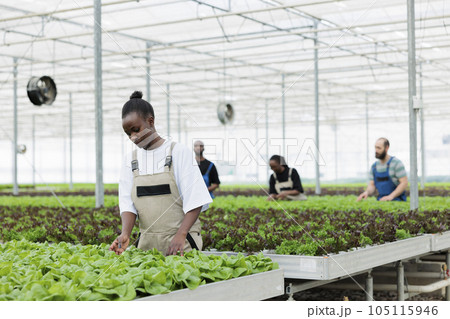 Busy group of farmers growing nutritious healthy eco friendly organic leafy greens in modern agricultural greenhouse. Regenerative horticulture using pesticide free soil fertilizer Busy group of farmers growing nutritious healthy eco friendly organic leafy greens in modern agricultural greenhouse. Regenerative horticulture using pesticide free soil fertilizer 105115946